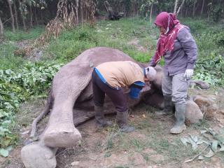 Gajah Mati di TNTN Pelalawan Diduga Diracun